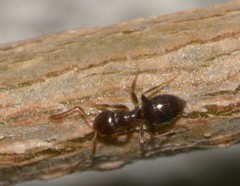 Formicidae