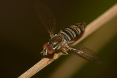 Toxomerus politus