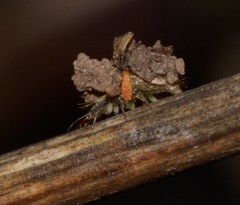 Neuroptera