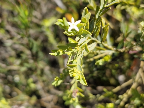 Olax stricta, 2026-10-06