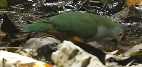 Ptilinopus pulchellus observed 2026-09-21