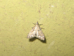Diplopseustis perieresalis