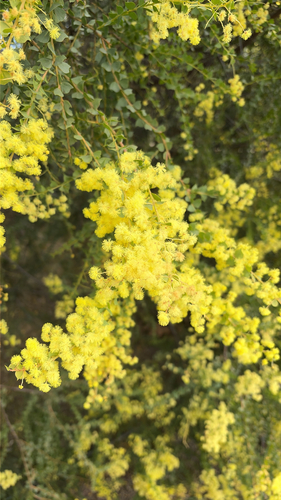 Acacia pravissima observed 2026-10-02