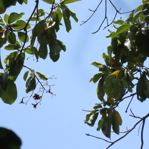 Cordia megalantha - Whole tree