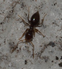 Formicidae