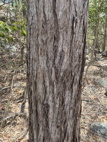 Eucalyptus acmenoides observed 2026-09-23