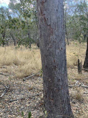 Eucalyptus exserta observed 2026-09-23