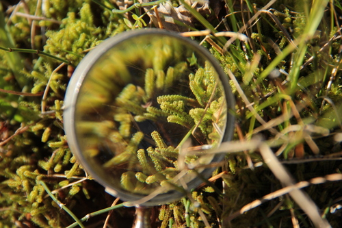 Paludella squarrosa, 2026-10-02