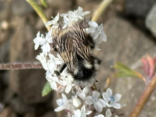 Two-form Bumble Bee Complex photo 5