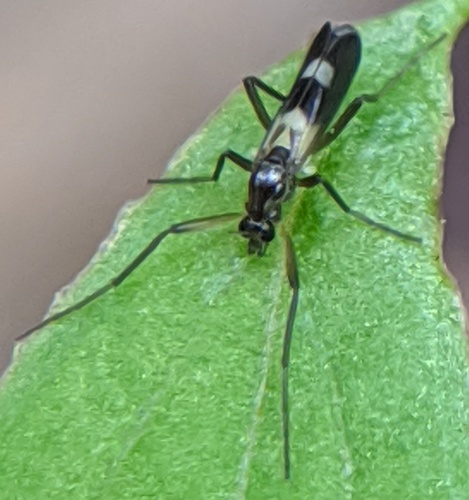 Chasmatonotus atripes photo 2