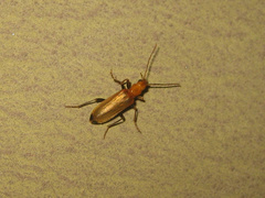 Nacerdes melanura