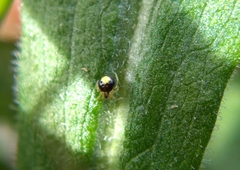 Theridula