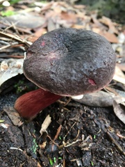 Boletus barragensis
