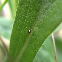 Theridula