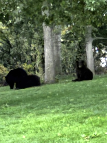 American Black Bear