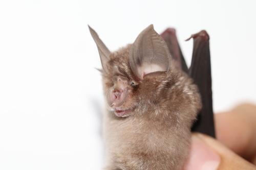 Rhinolophus perditus observed 2026-09-28