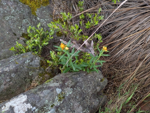 Xerochrysum bracteatum observed 2026-10-06