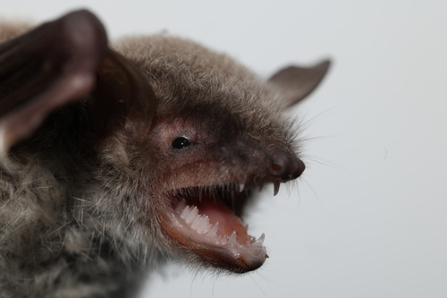 Myotis pilosus observed 2026-09-28