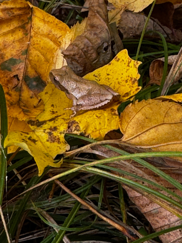 Spring Peeper