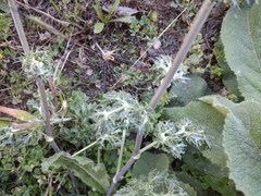 Eryngium caeruleum