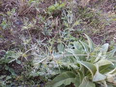 Eryngium caeruleum