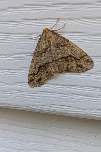 Linden Looper Moth