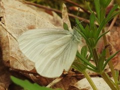 Pieris virginiensis