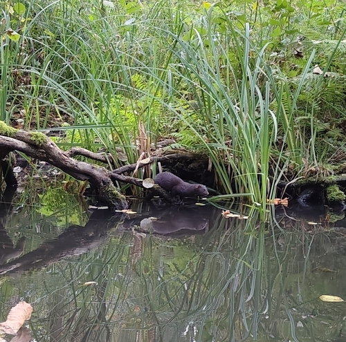 American Mink