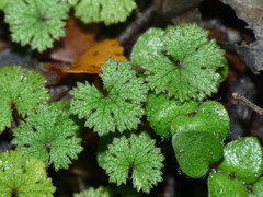 Hydrocotyle dissecta
