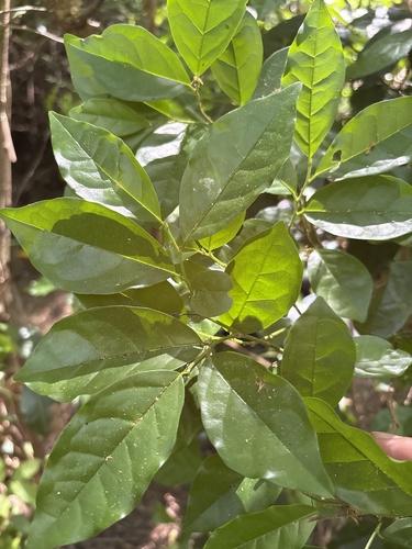 Antidesma montanum observed 2026-10-06
