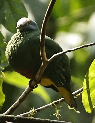 Ptilinopus coronulatus observed 2026-09-21