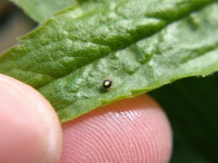 Theridula