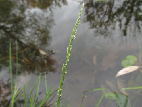 Glyceria fluitans, 2026-10-05