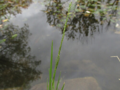 Glyceria fluitans, 2026-10-05