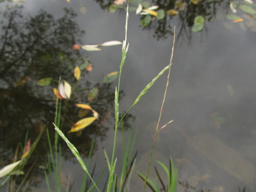 Glyceria fluitans, 2026-10-05