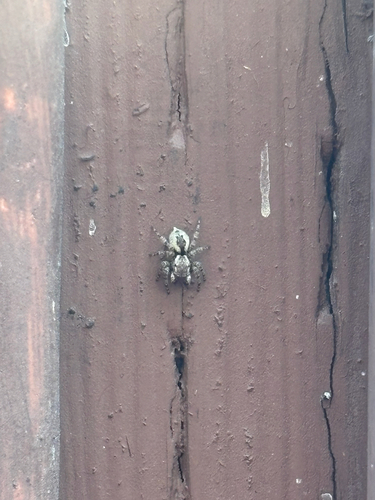 Mexigonus minutus
