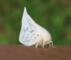 Lawana conspersa