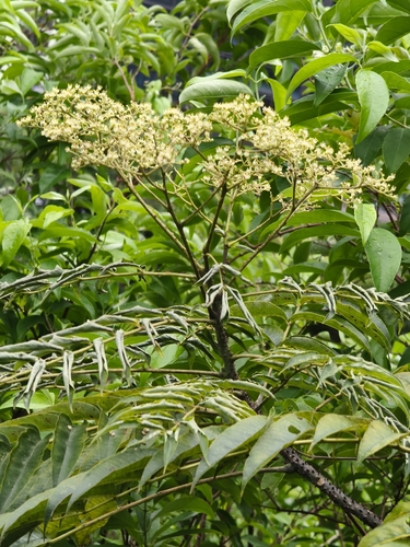 Zanthoxylum ailanthoides observed 2026-10-06