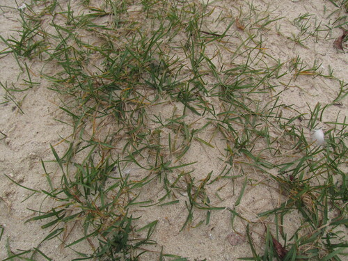 Poa supina, 2026-10-05