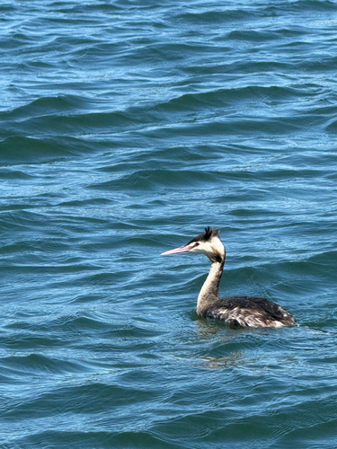Great Crested Grebe