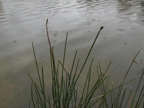 Eleocharis palustris observed 2026-10-05