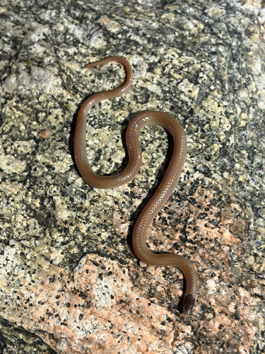 Southwestern Blackhead Snake
