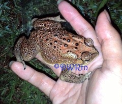 Duttaphrynus melanostictus