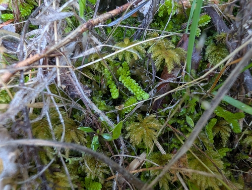 Selaginella douglasii observed 2026-10-04