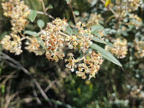 Pomaderris wendlandiana observed 2026-10-06