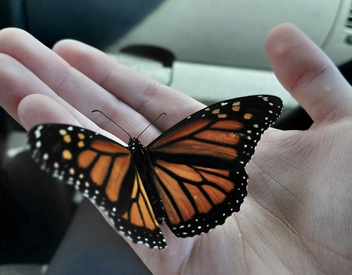 Monarch
