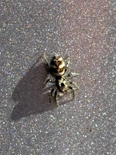 Zebra Jumping Spider