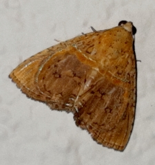 Eulepidotis bourgaulti