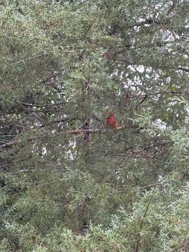 Northern Cardinal