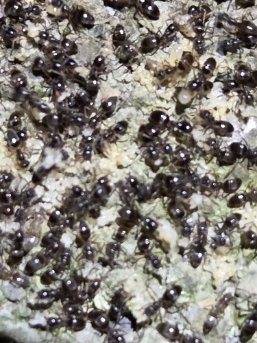 Odorous House Ant